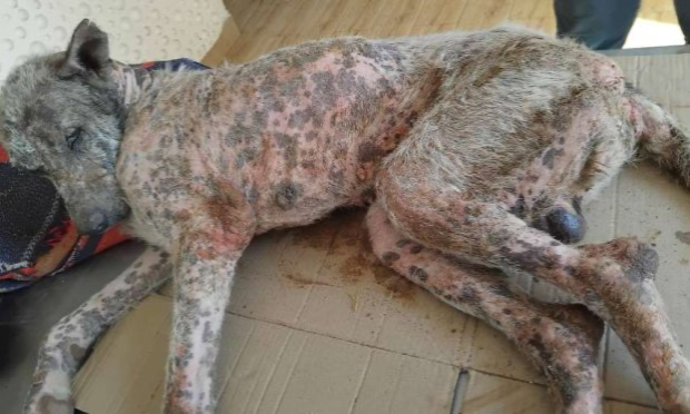 Petition : A pregnant dog tortured and then hanged in Morocco and 32 dogs starved to death in Spain