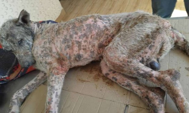 Petition : Le scandale des fourrières abattoirs et la misère insoutenable des animaux errants-Maroc