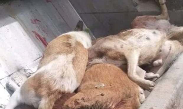 Petition : Les élus voyous de Jerada (Maroc) ont fait massacrer gratuitement tous les chiens des rues