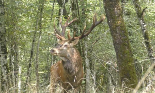 Petition : Hermès le cerf : pour qu'un roi reste vivant