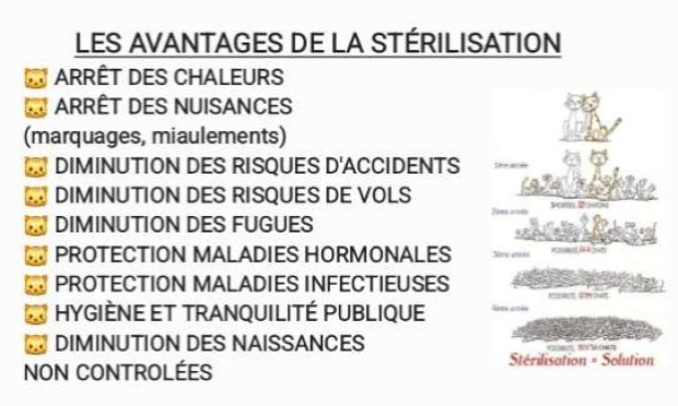 Petition : Pour la stérilisation gratuite des chats en France