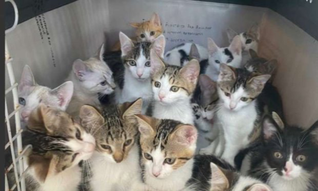 Petition : Pour la stérilisation gratuite des chats en France