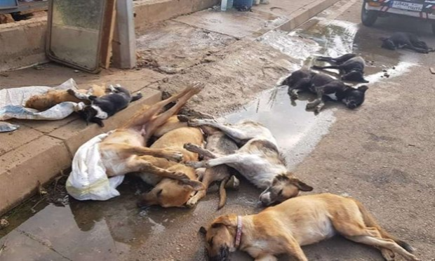 Petition : Casablanca, Maroc, horreur et dégoût : des paquets contenant de la viande de chien et un chien mutilé jetés aux ordures !!
