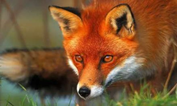 Petition : Pour la protection des renards