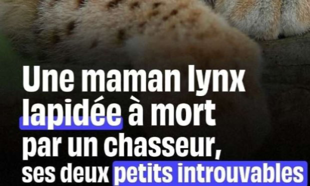 Petition : En marche vers une évolution radicale des droits des animaux en France