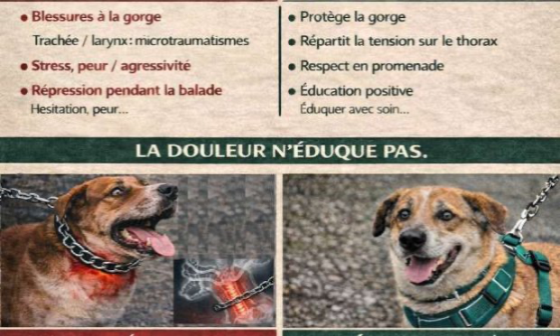 Petition : Pour une interdiction générale des colliers coercitifs, y compris pour les particuliers