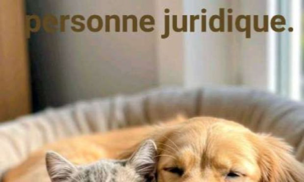 Petition : Pour que l'animal obtienne le statut juridique de 