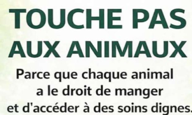 Petition : Pour une interdiction générale des colliers coercitifs, y compris pour les particuliers