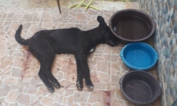 Petition : Appel au boycott mondial du tourisme marocain et de la FIFA. SOS génocide canin.