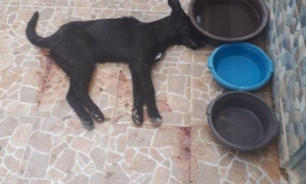 Petition : Un acte de barbarie atroce : un chien torturé à mort, un bâton enfoncé dans le rectum