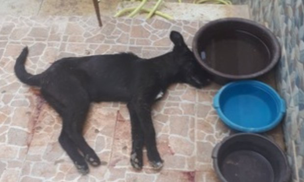 Petition : Urgence contre les crimes silencieux et quotidiens sur les chats errants à Nador au Maroc