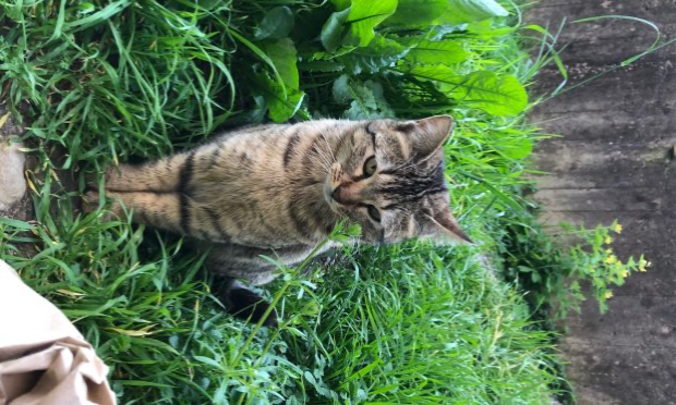 Petition : Pour la stérilisation des chats errants de la Croix-Rousse à Lyon !