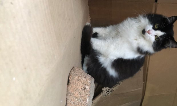Petition : Stérilisation des chats errants Croix Rousse !