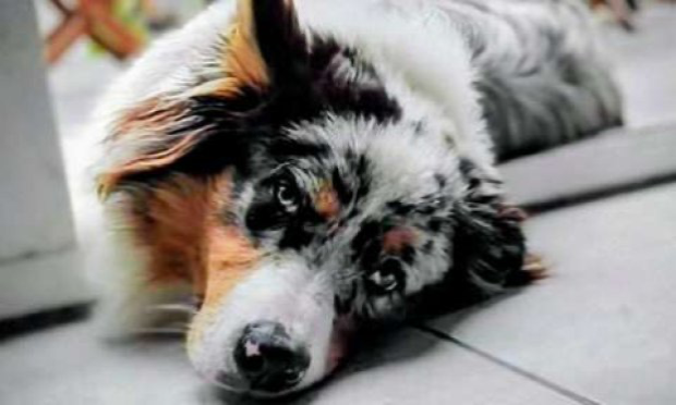 Petition : Justice pour Lanko, assassiné à la mort au rat sur la voie publique