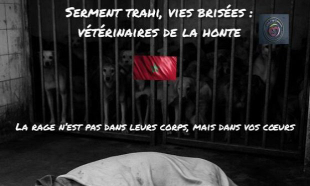 Petition : Exigeons la fermeture immédiate de l'épouvantable fourrière de Hay Mohammedia au Maroc !