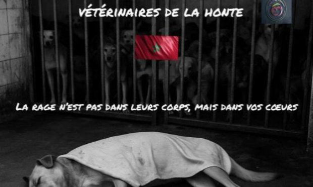 Petition : Casablanca, Maroc, horreur et dégoût : des paquets contenant de la viande de chien et un chien mutilé jetés aux ordures !!