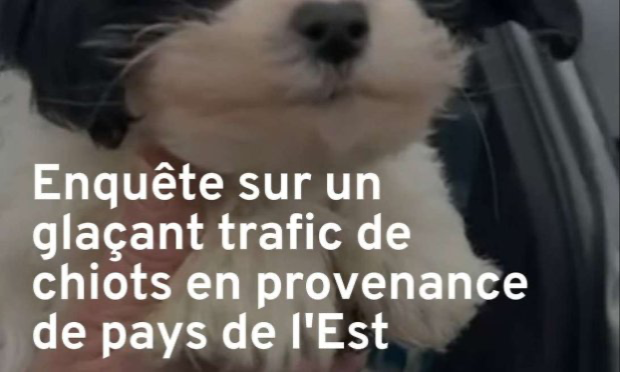 Petition : En marche vers une évolution radicale des droits des animaux en France