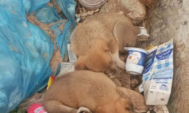 Petition : Exterminés et tabassés à mort : solidarité pour les animaux errants d'Algérie !