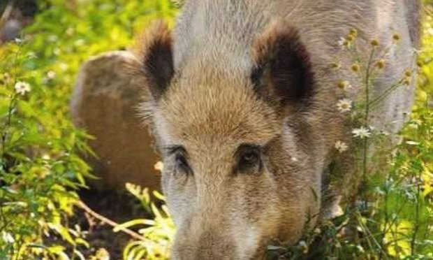 Petition : Pour la reconnaissance de la sensibilité des animaux sauvages à l'état de liberté !