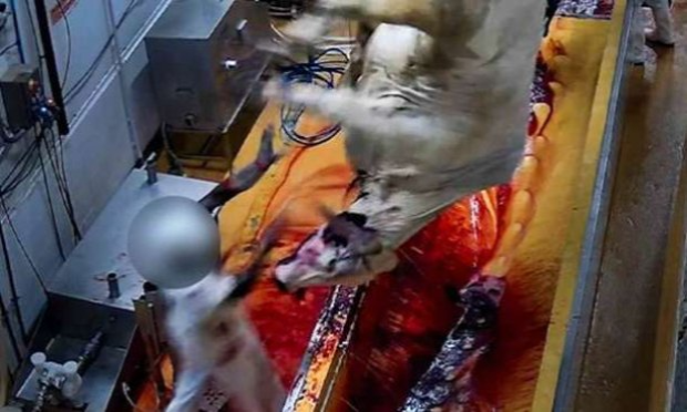 Petition : Urgence contre la barbarie, les abus et la cruauté dans l'abattoir de Meaux