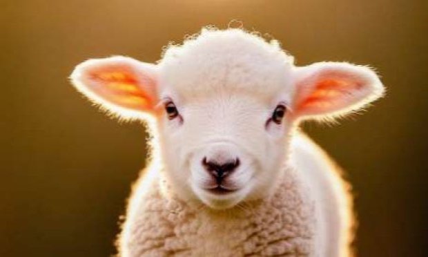 Petition : En marche vers une évolution radicale des droits des animaux en France