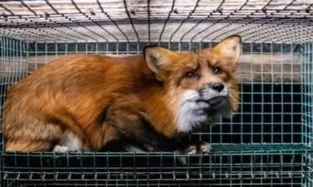 Petition : Interdiction des ventes de fourrures animales à Paris