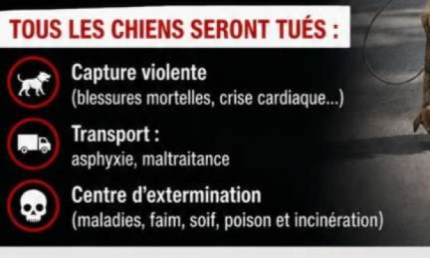 Pétition : L'horreur à Errachidia Maroc - 6 Louveteaux égorgés