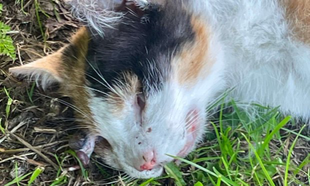 Pétition : Halte au massacre des chats errants de Champeaux !