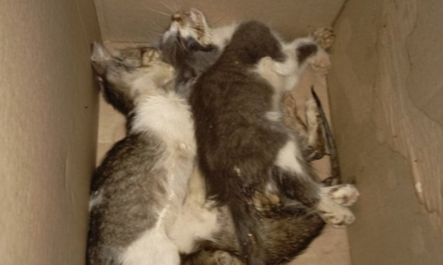 Pétition : Une chienne enceinte torturée puis pendue au Maroc et 32 chiens morts de faim en Espagne
