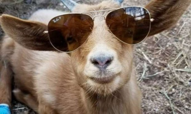 Pétition : Pour l'obtention d'un rendez-vous avec le préfet de l'Ariège : Écoutons les éleveurs du collectif libre !