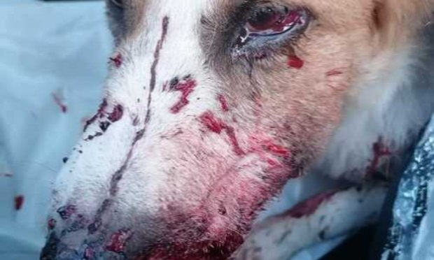 Petition : Algeria, scheduled culls by municipalities despite the ban, let's take action!