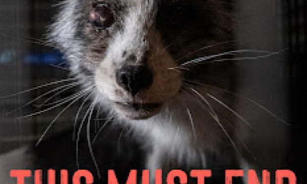 Petition : Interdiction des ventes de fourrures animales à Paris