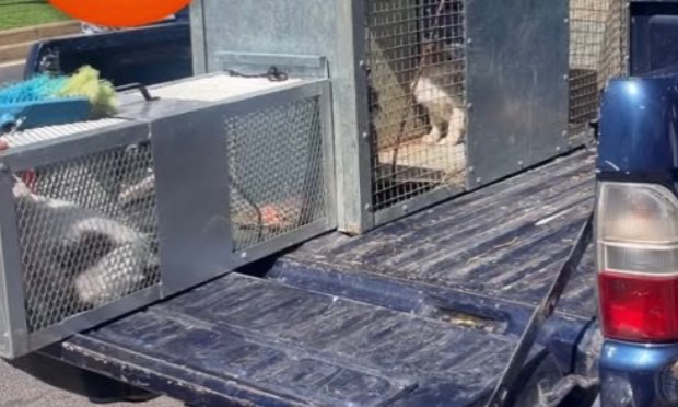 Petition : Let's continue the fight against massacres, tortures and the misery of stray animals in Morocco!