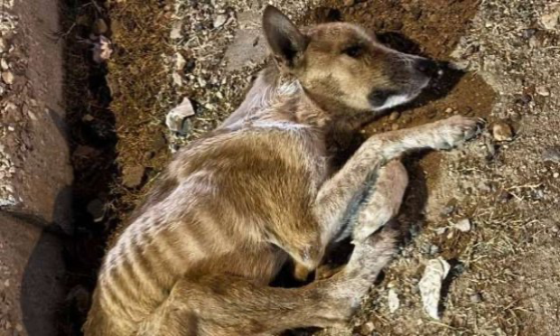 Pétition : Continuons le combat contre les massacres, la tortures et la misère des animaux errants du Maroc !