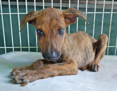 Pour dénoncer la condition des animaux dans nos DOM TOM