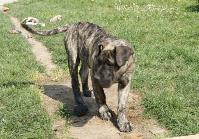 Justice pour Fuggee et les maltraitances faites aux animaux