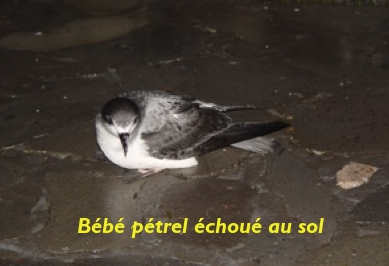 Stop aux éclairages qui tuent les pétrels de Barau à La Réunion