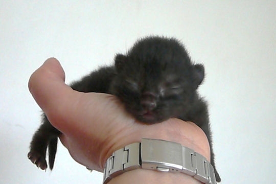 Stop aux exterminations des chats capturés/oui à la stérilisation