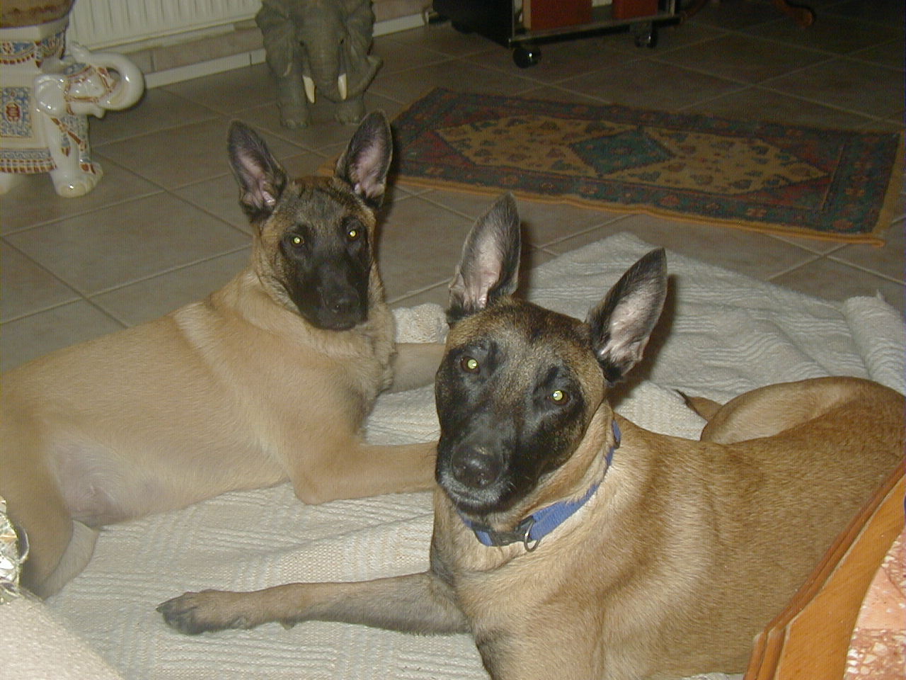 sauver nos chiens contre un voisin qui veut qu'ils disparaissent de chez nous