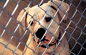 Refuge SPA Torreilles en danger