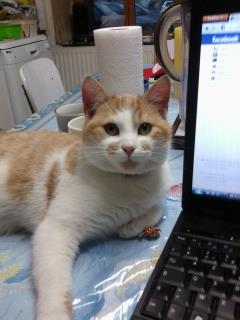 Pour me retour de Gyzmo dans son foyer