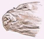 A quand un permis de pêche 