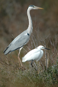 Sauvons la zone humide du Nervia