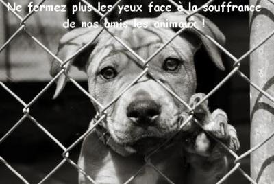 A l'approche des vacances, des animaux meurent !