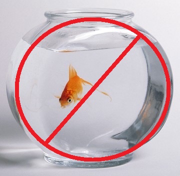 Bocal interdit... Poisson rouge, une autre vie !!!!