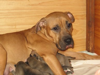 On demande une punition sévère pour l'abandon d'un animal