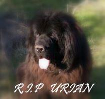 Justice pour Urian et les chiens en Corse