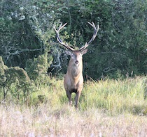 Pour la préservation du cerf en forêt de Rambouillet.