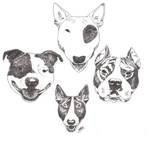 Pour une autre gestion des races de type Bull