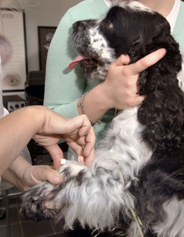 Stop aux euthanasies sans raison